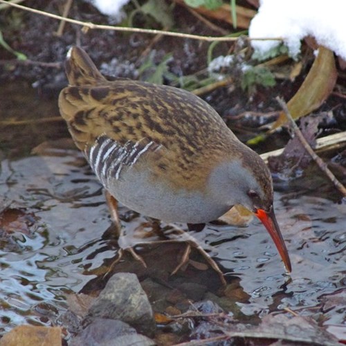 Râle d'eauSur le Nature-Guide de RikenMon