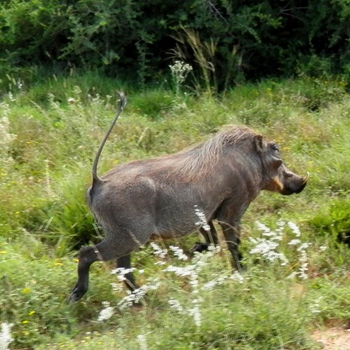 Knobbelzwijnop RikenMon's Natuurgids