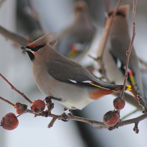 Bohemian waxwingon RikenMon's Nature-Guide