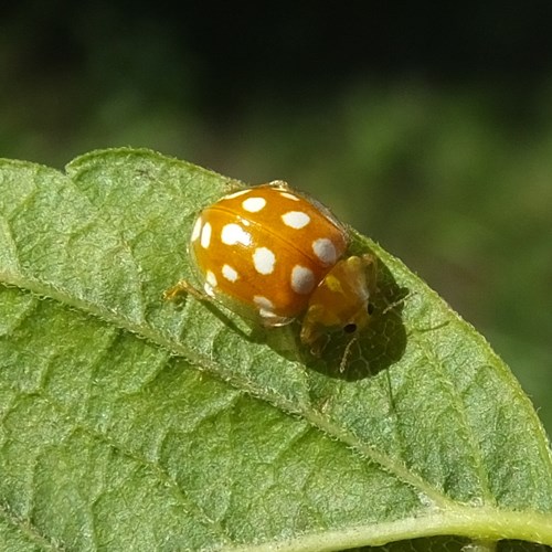 Halyzia sedecimguttata [L.]su guida naturalistica di RikenMon