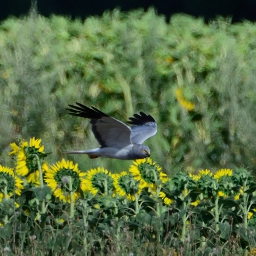 Busard saint-MartinSur le Nature-Guide de RikenMon