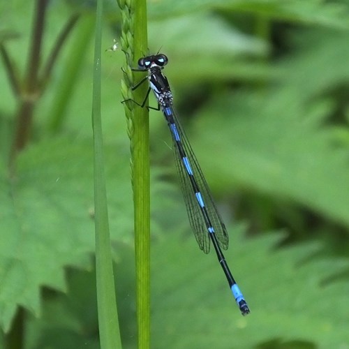 Coenagrion pulchellum [L.]En la Guía-Naturaleza de RikenMon