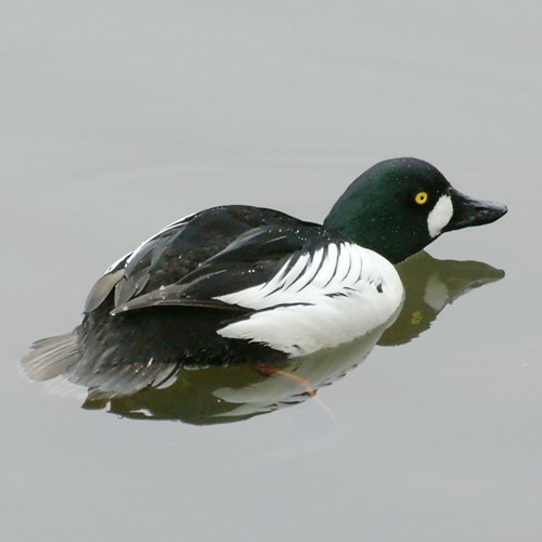 Quattrocchisu guida naturalistica di RikenMon