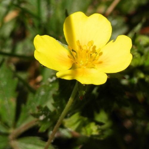 Cinquefoglia tormetillasu guida naturalistica di RikenMon