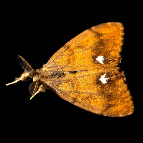 Rusty tussock mothon RikenMon's Nature-Guide