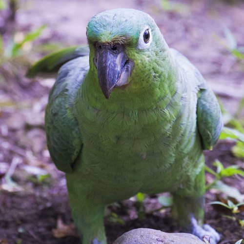 Amazona harinosa sureñaEn la Guía-Naturaleza de RikenMon