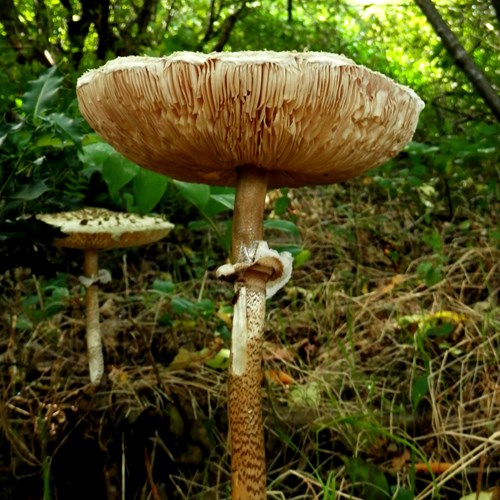 Mazza di tamburosu guida naturalistica di RikenMon