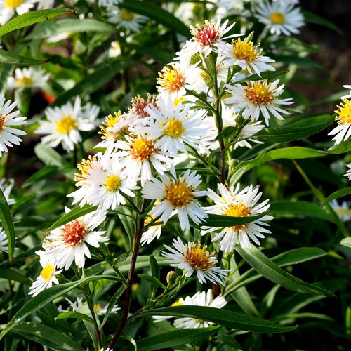 Aster lanceolatus [L.]Em Nature-Guide de RikenMon