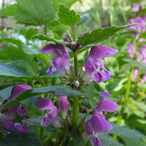 紫花野芝麻在RikenMon的自然指南