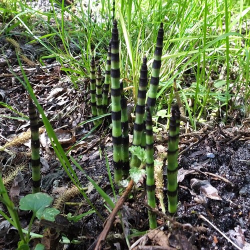 Equisetum telmateia [L.]在RikenMon的自然指南