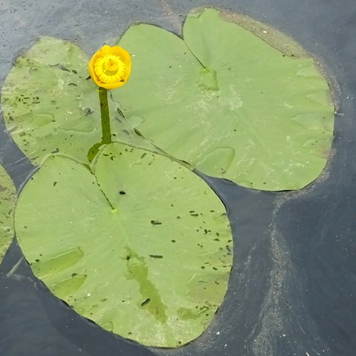 Nuphar lutea [L.]En la Guía-Naturaleza de RikenMon