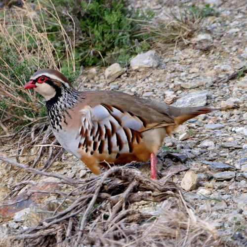 Rode patrijsop RikenMon's Natuurgids