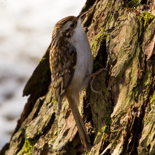 Taigaboomkruiperop RikenMon's Natuurgids