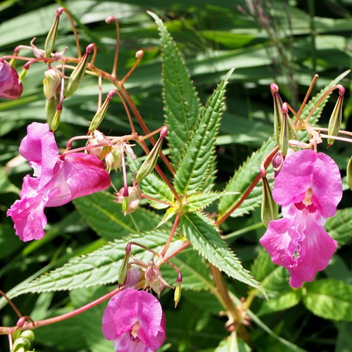 Impatiens glandulifera [L.]su guida naturalistica di RikenMon