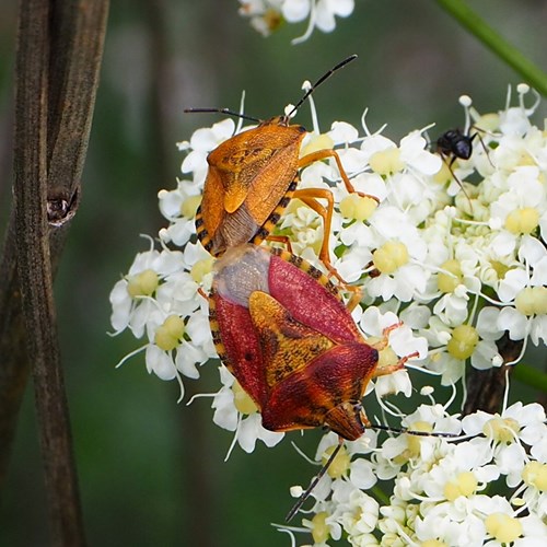 Carpocoris purpureipennis [L.]在RikenMon的自然指南