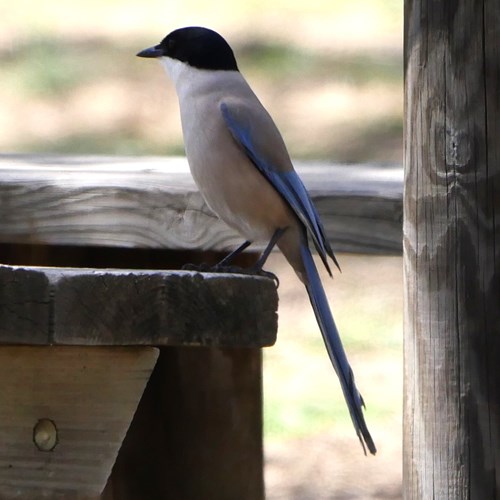 Gazza aliazzurre ibericasu guida naturalistica di RikenMon