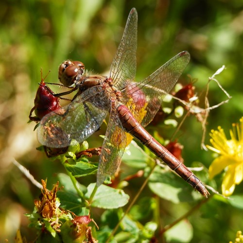 条斑赤蜻在RikenMon的自然指南