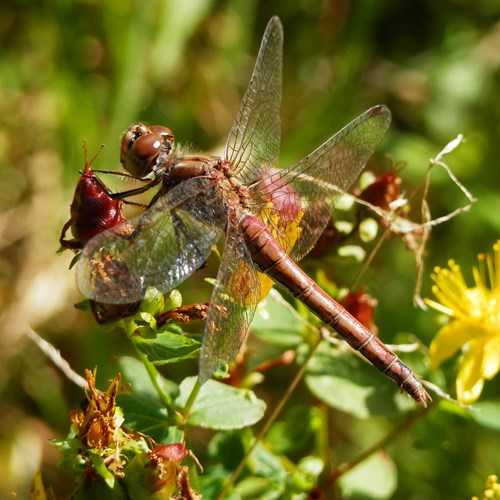 Sympetrum striolatum [L.]En la Guía-Naturaleza de RikenMon