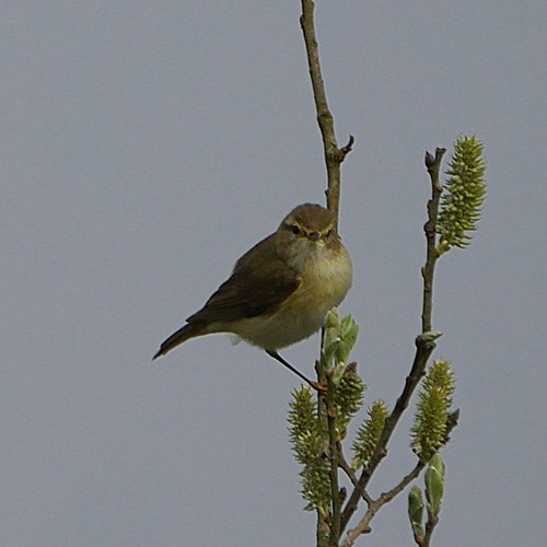 Mosquitero silbadorEn la Guía-Naturaleza de RikenMon