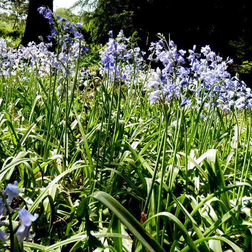 Hyacinthoides x massartiana [L.]En la Guía-Naturaleza de RikenMon