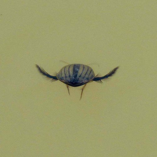 Escarabajo buceadorEn la Guía-Naturaleza de RikenMon