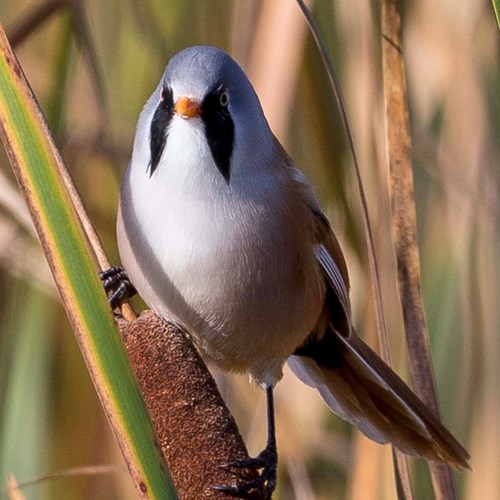 Bearded reedlingon RikenMon's Nature-Guide