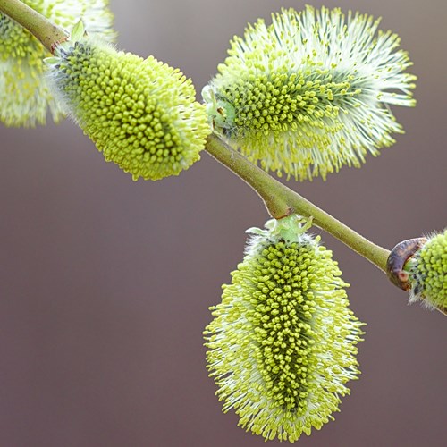 Salice viminalesu guida naturalistica di RikenMon