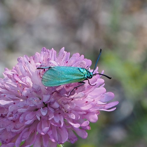 Sonnenröschen-GrünwidderchenAuf RikenMons Nature-Guide