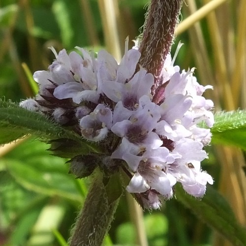 Mentha arvensis [L.]su guida naturalistica di RikenMon