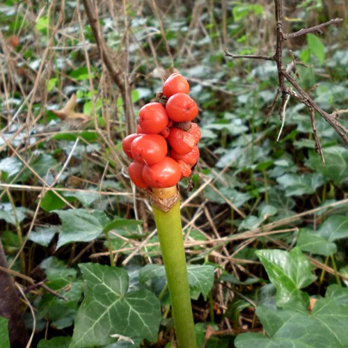 Аронник пятнистыйна Nature-Guide RikenMon в