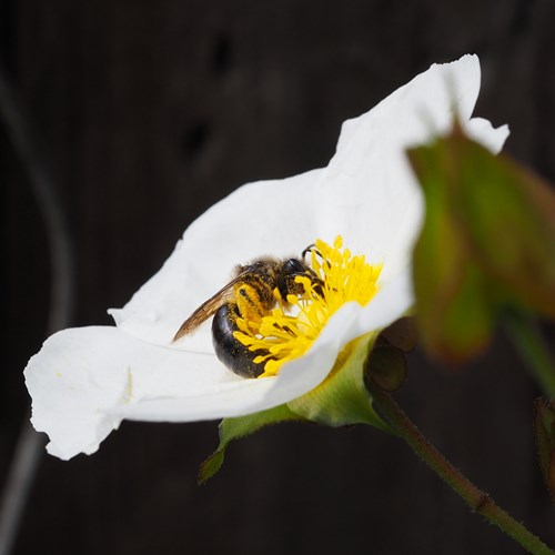 Cistus salviifolius [L.]op RikenMon's Natuurgids