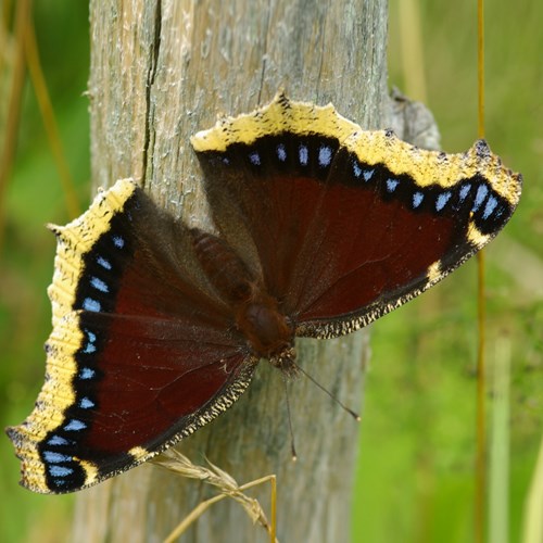 Vanessa antiopasu guida naturalistica di RikenMon