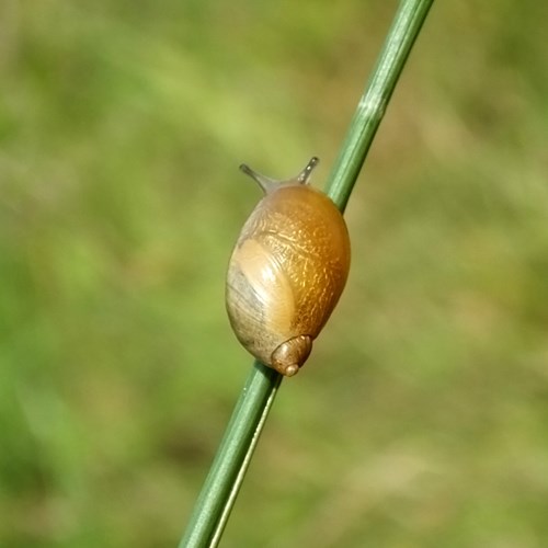 Large amber snailon RikenMon's Nature-Guide