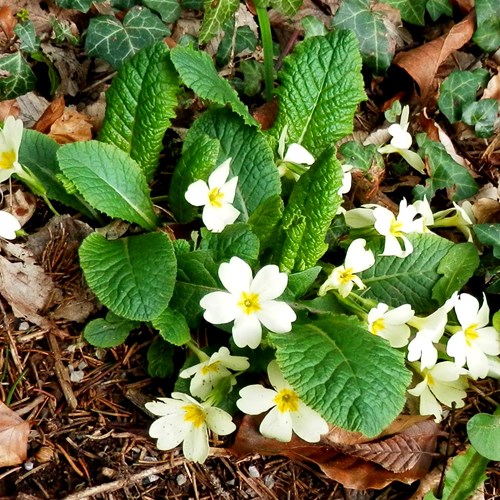 Primula vulgaris [L.]Em Nature-Guide de RikenMon