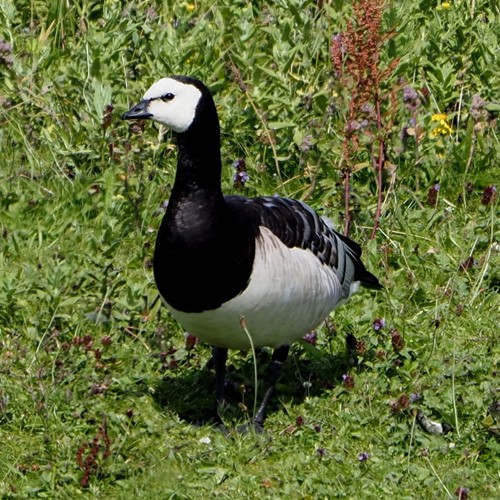 Barnacle gooseon RikenMon's Nature-Guide