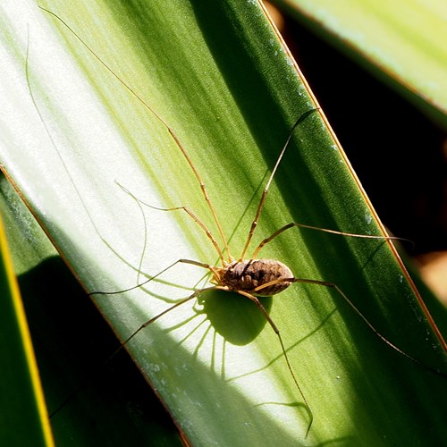 Phalangium opilio [L.]Sur le Nature-Guide de RikenMon