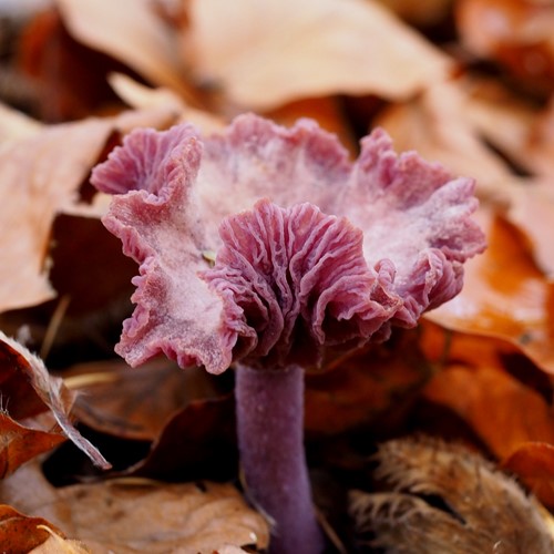 Laccaria amethystina [L.]Em Nature-Guide de RikenMon