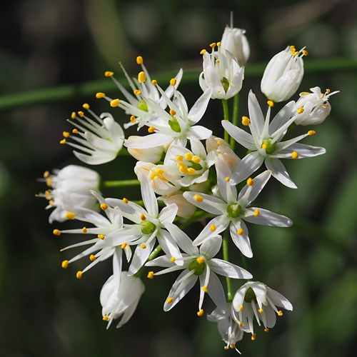 Allium subvillosum [L,]Sur le Nature-Guide de RikenMon