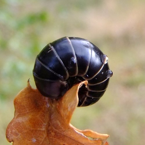 Glomeris marginata [L.]En la Guía-Naturaleza de RikenMon