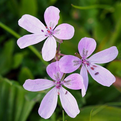 Erodium primulaceum [L.]op RikenMon's Natuurgids