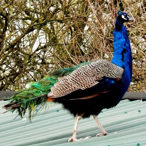 Pavo real comúnEn la Guía-Naturaleza de RikenMon