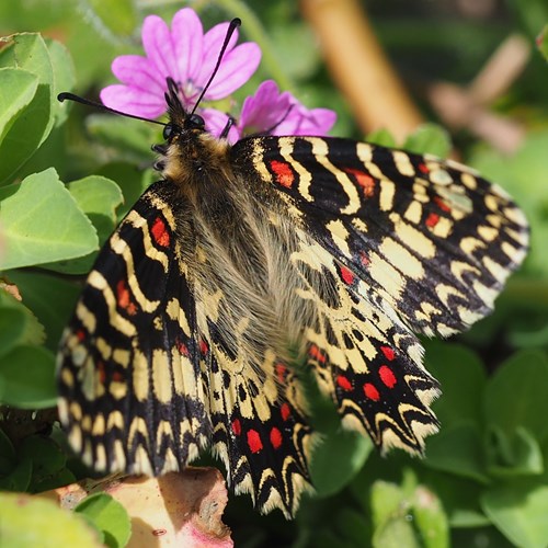 Zerynthia rumina [L.]su guida naturalistica di RikenMon