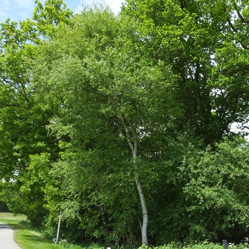 Betulla biancasu guida naturalistica di RikenMon