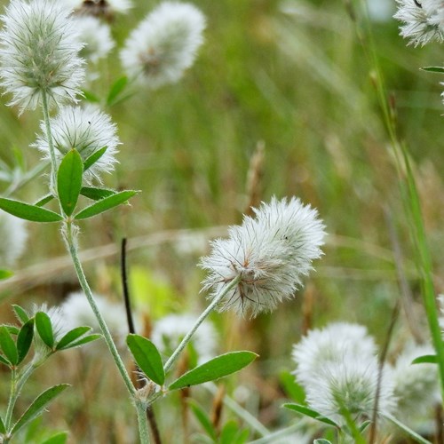 Trifolium arvense [L.]su guida naturalistica di RikenMon