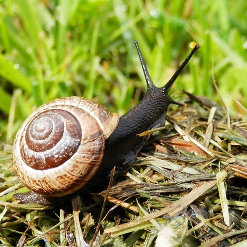 Arianta arbustorum [L.]su guida naturalistica di RikenMon