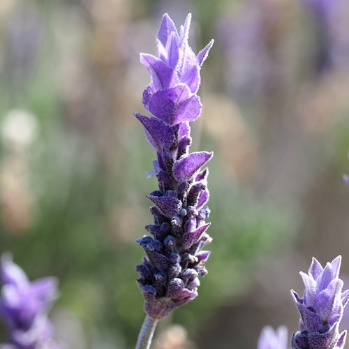 Lavandula dentata [L.]Sur le Nature-Guide de RikenMon