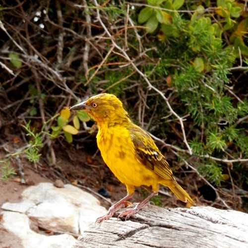 Tejedor de El CaboEn la Guía-Naturaleza de RikenMon