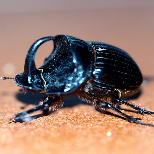 Copris hispanus [L.]su guida naturalistica di RikenMon