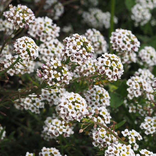 Lobularia maritima [L.]su guida naturalistica di RikenMon