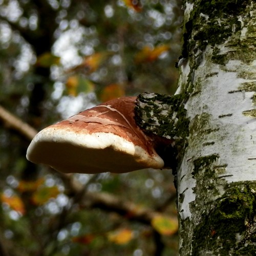 Piptoporus betulinus [L.]En la Guía-Naturaleza de RikenMon